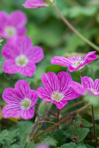 Reigersbek - Erodium variabile 'Bishop's Form'