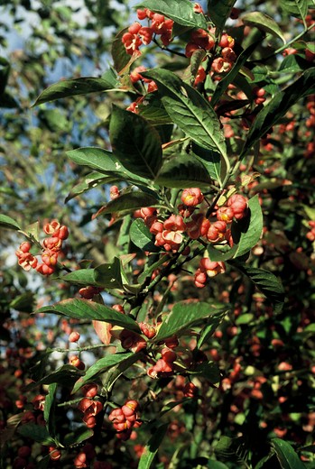 Kardinaalsmuts - Euonymus europaeus