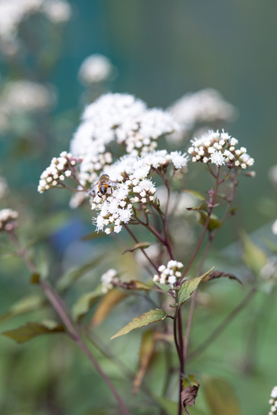Leverkruid - Eupatorium purpureum
