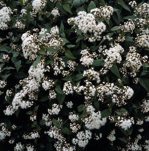Leverkruid - Eupatorium rugosum 'Chocolate'