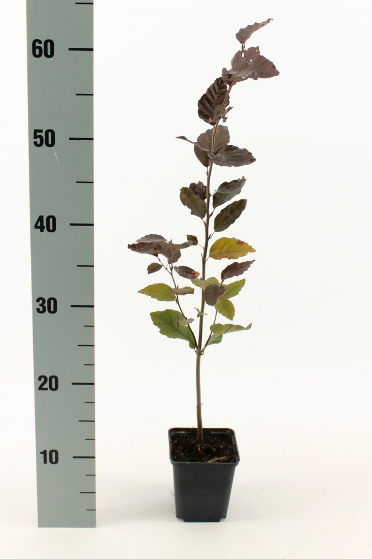 Rode beukenhaag- Fagus sylvatica atropunicea