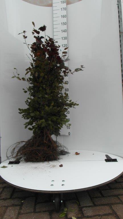 Rode beukenhaag- Fagus sylvatica atropunicea