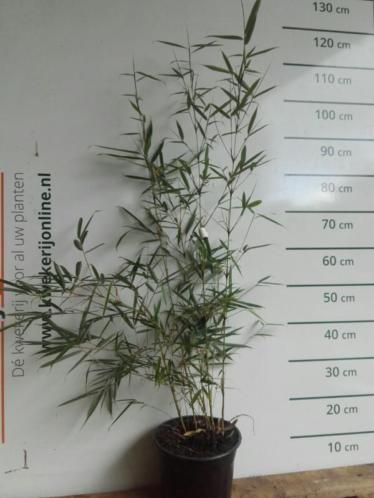Bamboe ( niet woekerend ) - Fargesia robusta Campbell