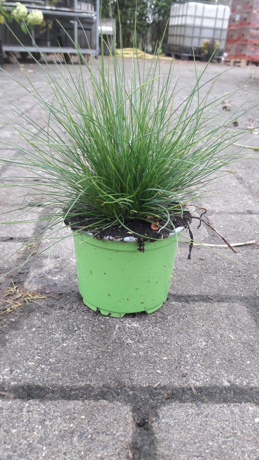 Zwenkgras - Festuca gautieri