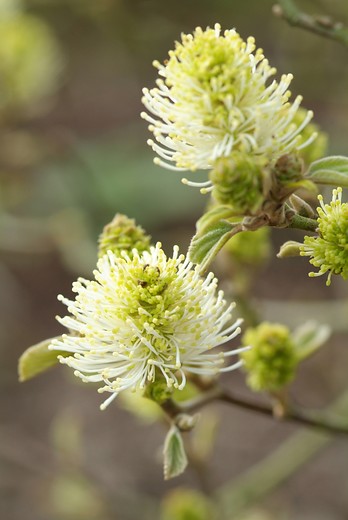 Lampenpoetserstruik - Fothergilla major