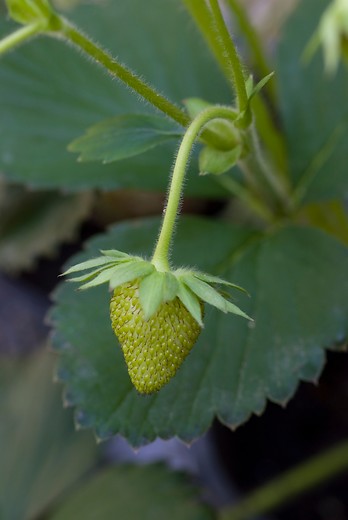 Bosaardbei - Fragaria 'Alexandra' 