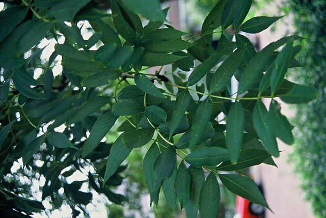 Fraxinus ex. 'Altena'