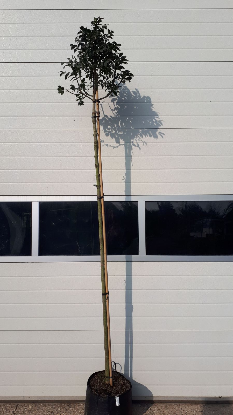 Pluim Es - Fraxinus ornus 'Meczek'