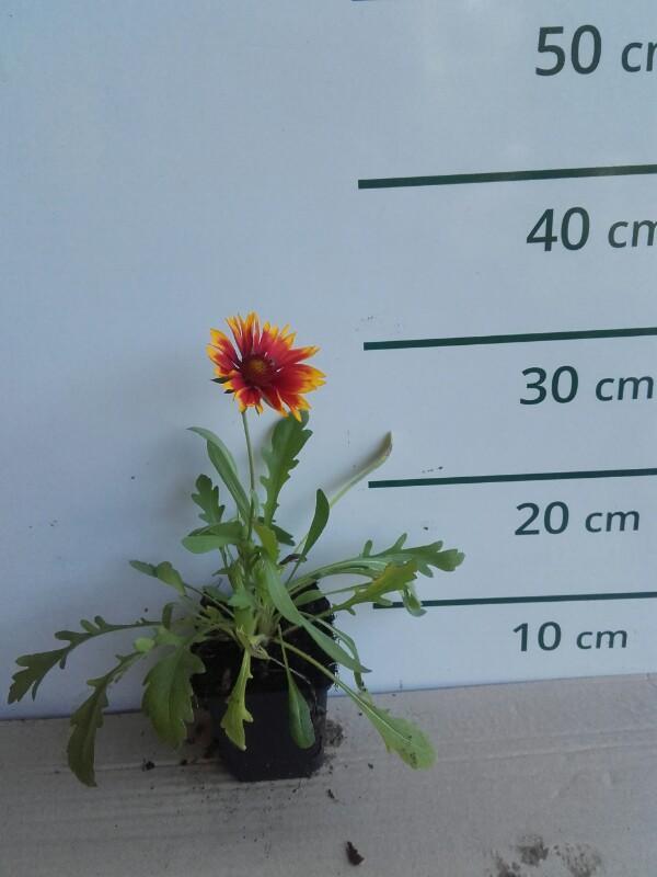 Kokardebloem - Gaillardia 'Kobold'