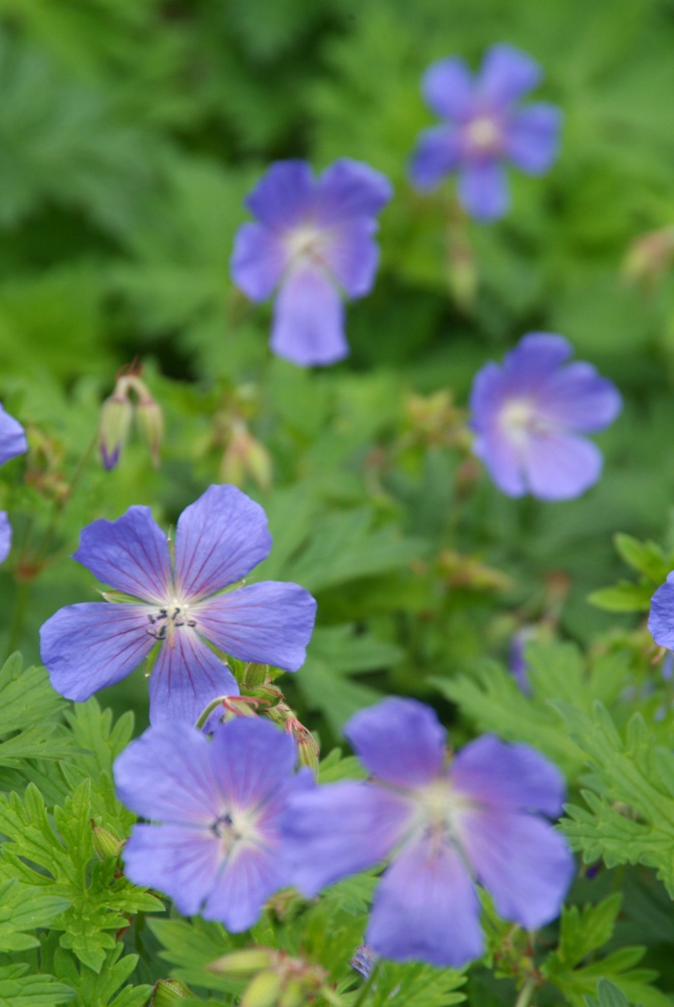Ooievaarsbek - Geranium himalayense 'Gravetye'