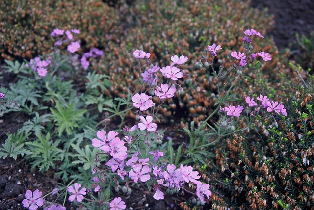 Ooievaarsbek - Geranium phaeum 'Album'