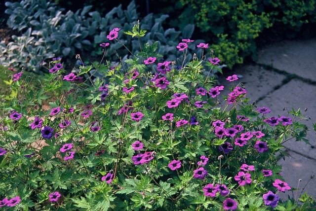 Ooievaarsbek - Geranium 'Ann Folkard'