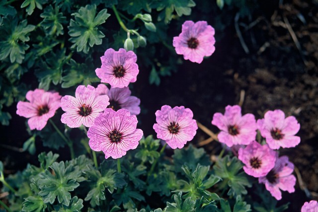 Ooievaarsbek - Geranium cinerium 'Ballerina'