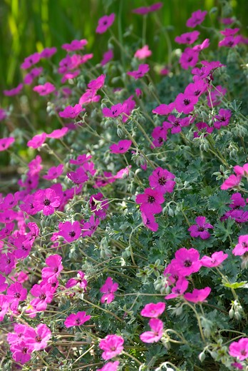 Ooievaarsbek - Geranium cinerium 'Subcaulescens'