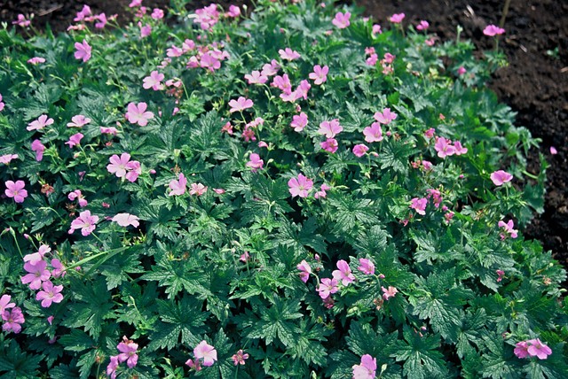 Ooievaarsbek - Geranium endressii