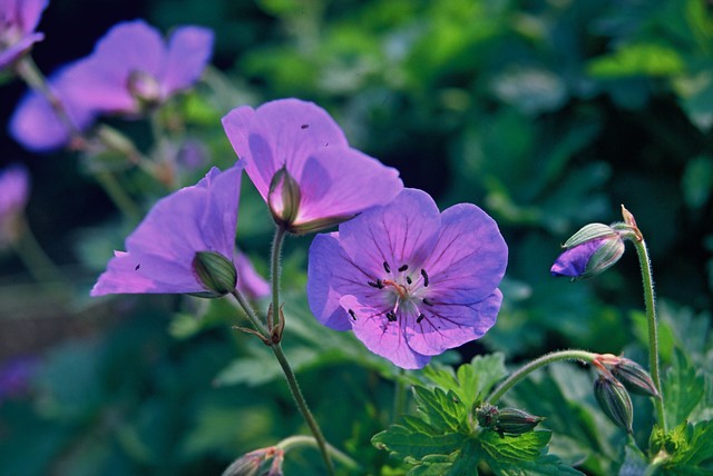 Ooievaarsbek - Geranium himalayense