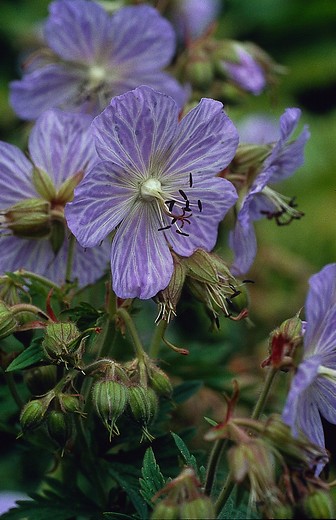 Ooievaarsbek - Geranium pratense 'Mrs Kendall Clark'