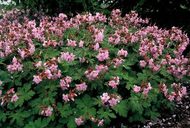 Ooievaarsbek - Geranium macr. 'Ingwersen's Variety'