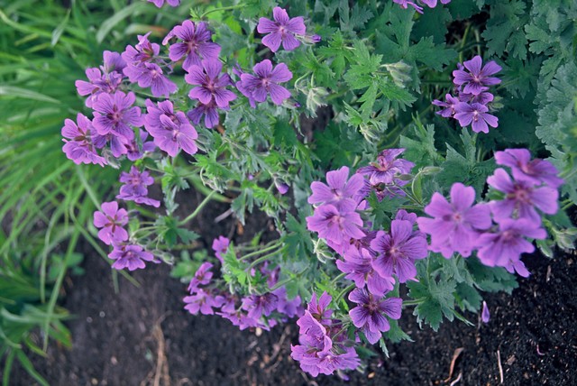 Ooievaarsbek - Geranium magnificum