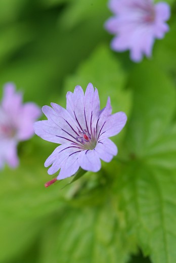 Ooievaarsbek - Geranium nodosum
