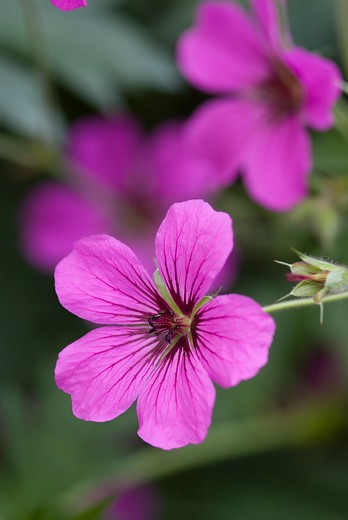 Ooievaarsbek - Geranium 'Patricia'