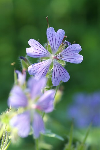 Ooievaarsbek - Geranium 'Philippe Vapelle'