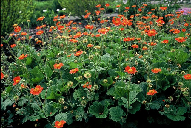 Nagelkruid - Geum coccineum 'Borisii'