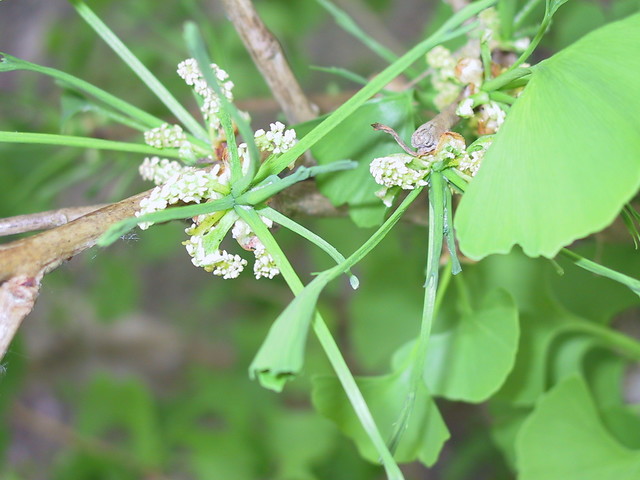 Japanse notenboom - Ginkgo biloba  