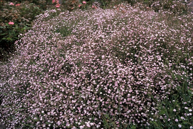 Gipskruid - Gypsophila paniculata 'Pink Festival'