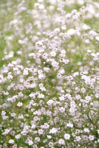 Gipskruid - Gypsophila repens 'Rosea'