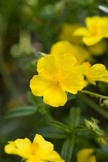 Zonneroosje - Helianthemum 'Golden Queen'