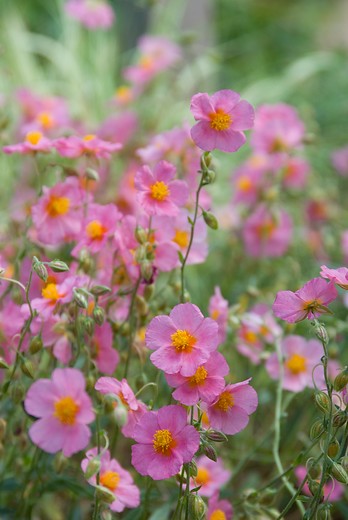 Zonneroosje - Helianthemum 'Lawrenson's Pink'