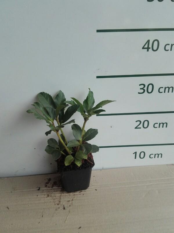 Kerstroos - Helleborus niger