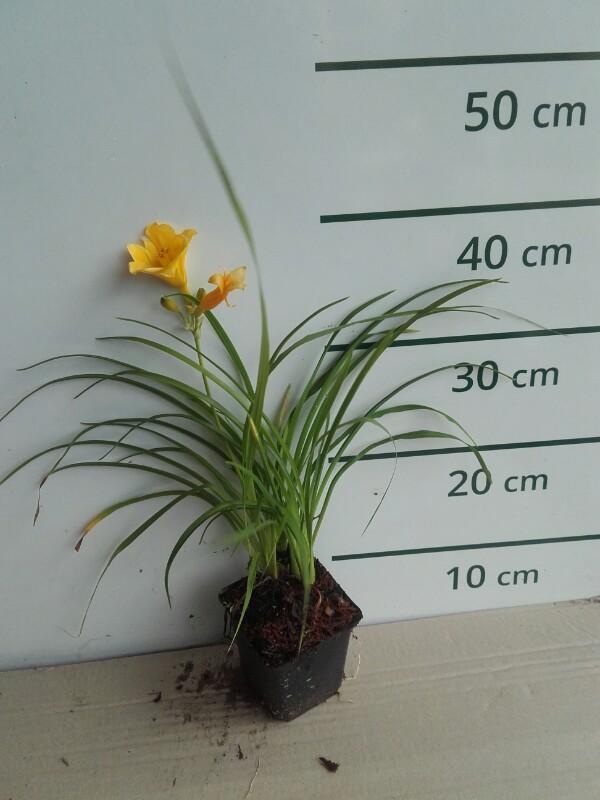 Daglelie - Hemerocallis 'Stella de Oro'