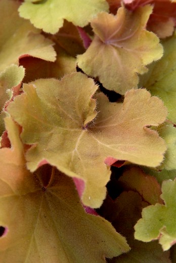 Purperklokje - Heuchera 'Caramel'