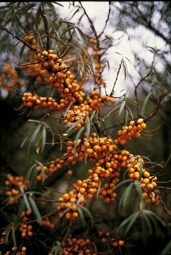Duindoorn - Hippophae rhamnoidus