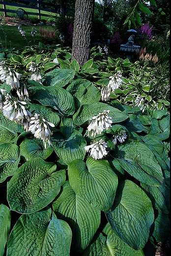 Hosta sieboldiana 'Elegans' - Hartlelie