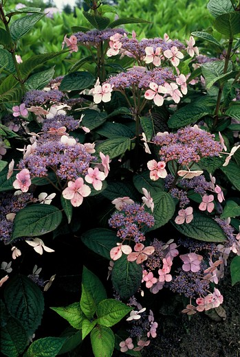 Hortensia - Hydrangea serrata Bluebird