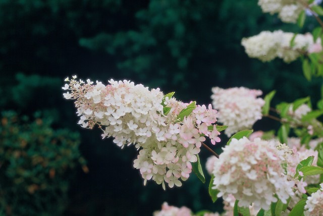 Pluimhortensia - Hydrangea paniculata Grandiflora