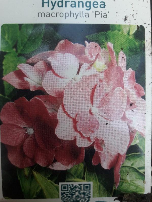 Dwerghortensia - Hydrangea macrophylla Pia