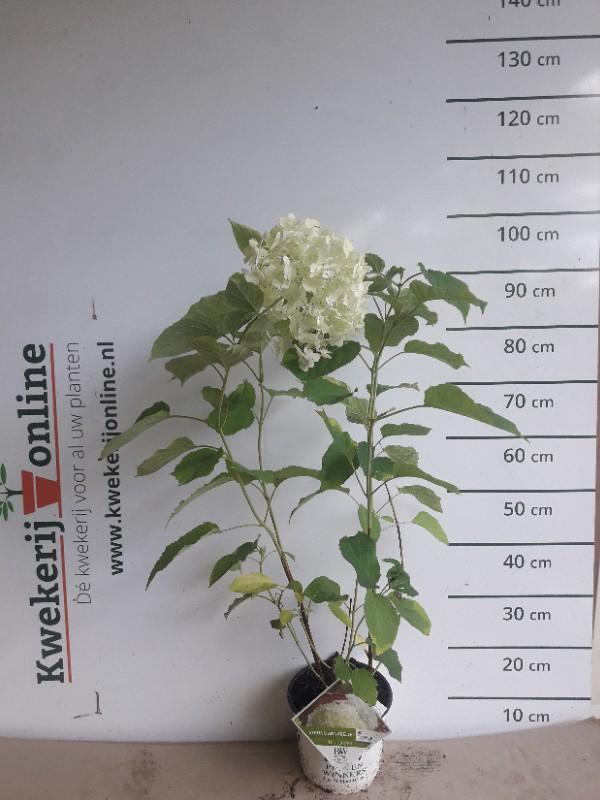 Hydrangea arb. Incrediball® - Strong Annabelle®- Hortensia