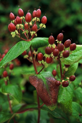 Hertshooi - Hypericum inodorum Rheingold