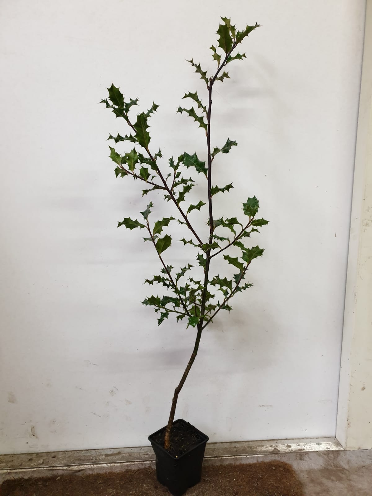 Ilex aquifolium