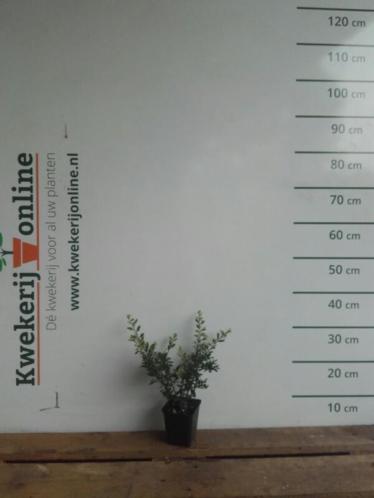 Japanse hulst - Ilex crenata Stokes