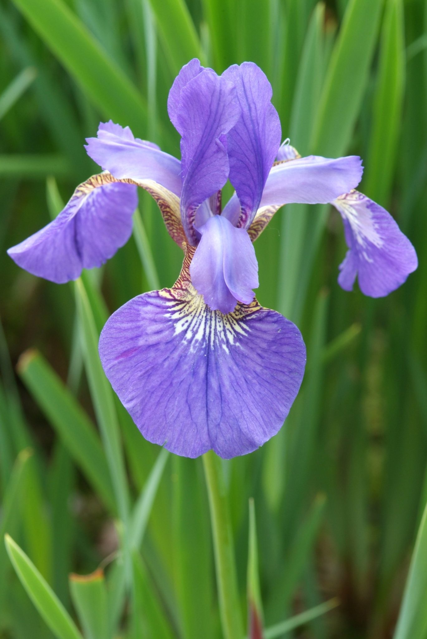 Lis - Iris sib. 'Sparkling Rose'