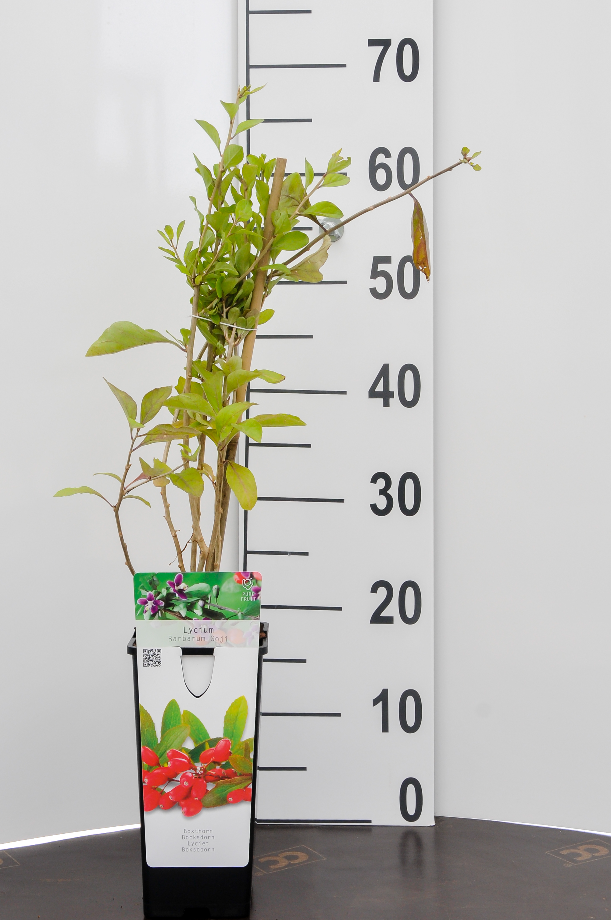 Goji - Lycium b. 'Instant Succes'