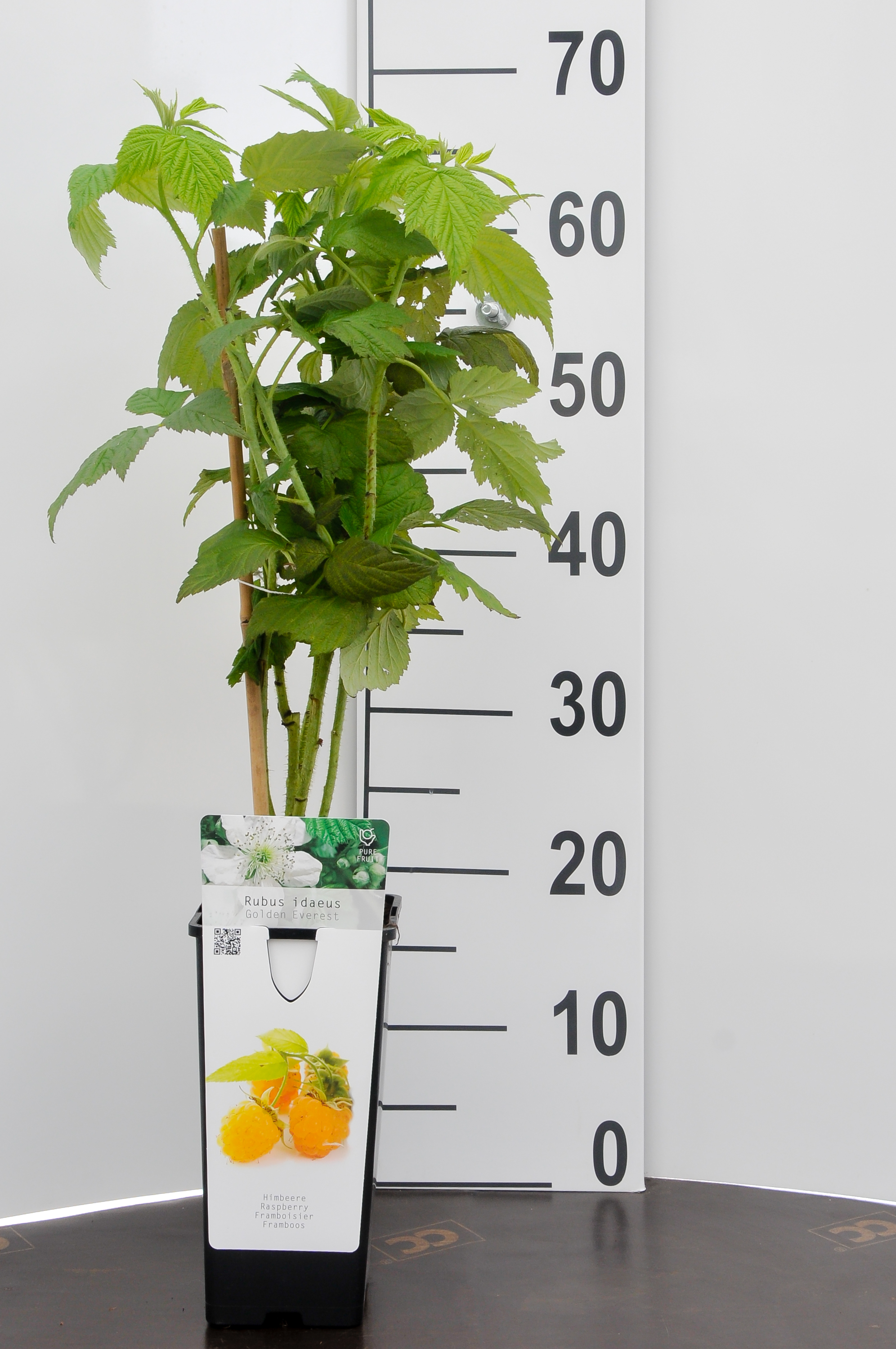 Framboos - Rubus idaeus Golden Everest