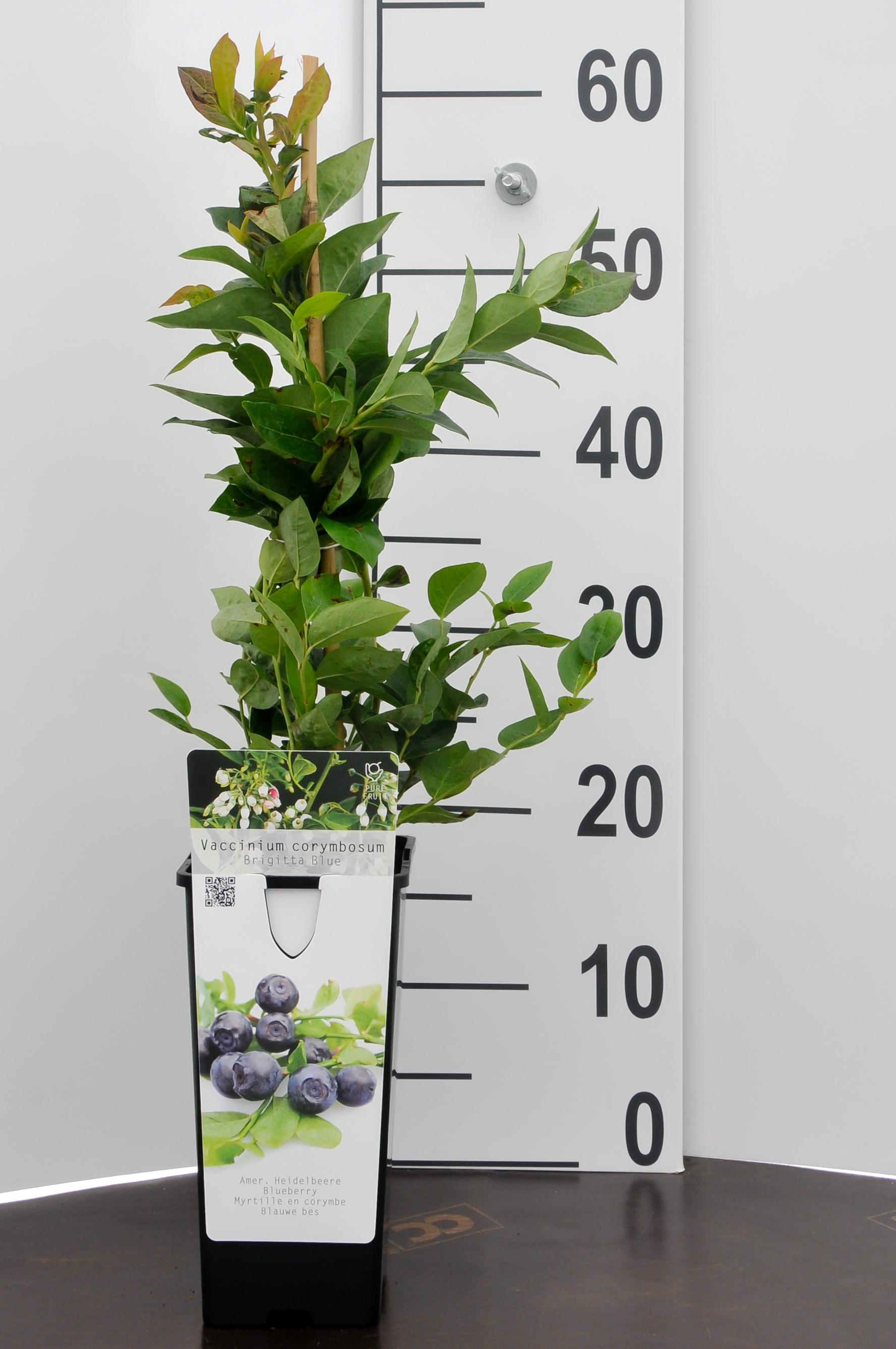 Bosbes - Vaccinium corymbosum Brigitta blue