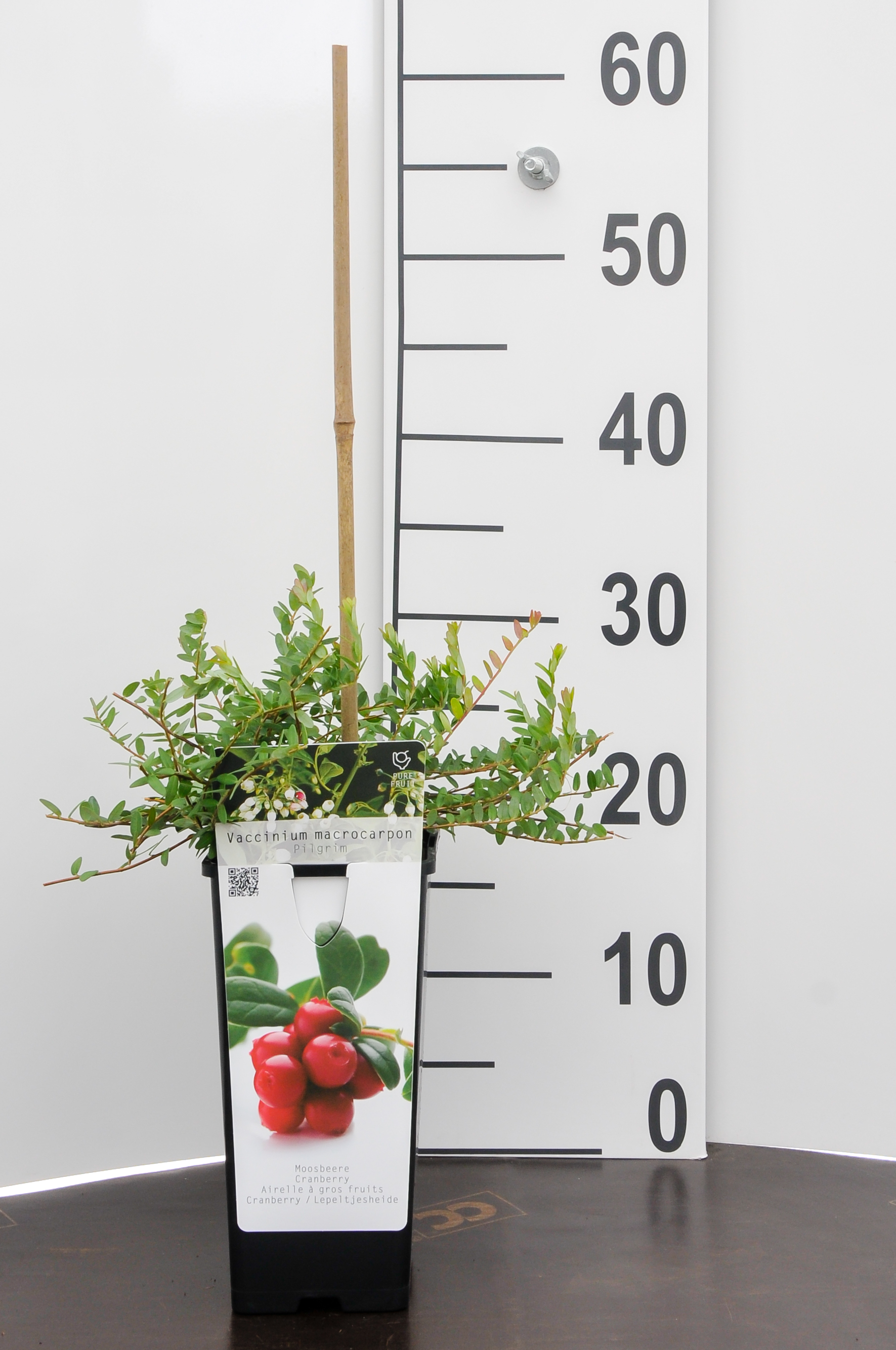 Veenbes-Cranberry - Vaccinium macrocarpon Pilgrim