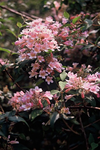 Kolkwitzia amabilis Pink Cloud